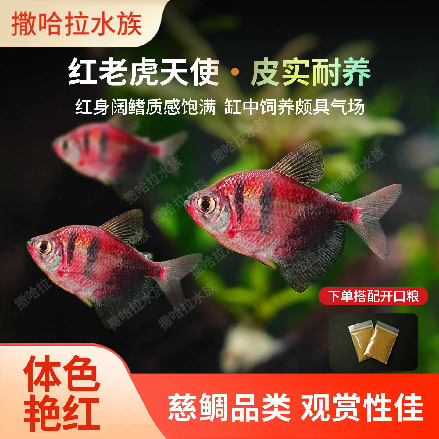 红老虎天使鱼观赏鱼大号淡水热带鱼小型多彩老虎天使鱼活体好养鱼