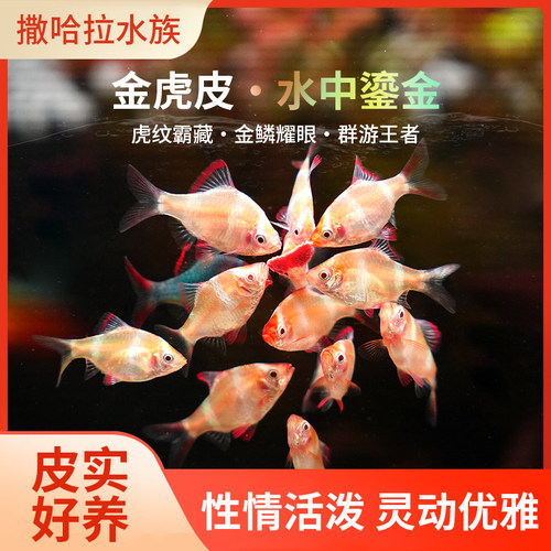 鱼虎皮鱼观赏鱼热带鱼