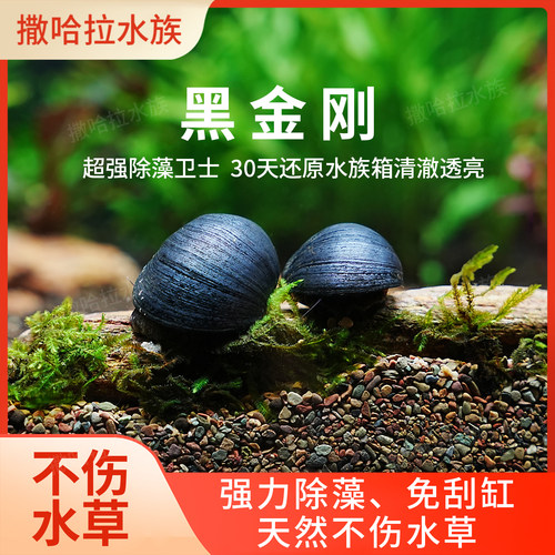 黑金刚螺活体除藻螺鱼缸清洁清洁