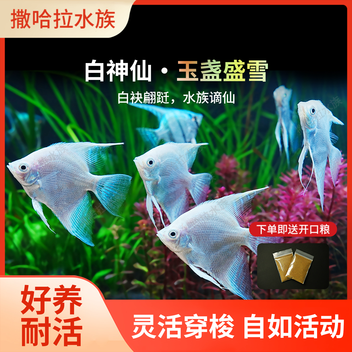 白神仙鱼活鱼大型燕鱼草缸造景鱼