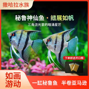埃及秘鲁神仙鱼大小型燕鱼热带观赏鱼小型淡水好养鱼苗七彩神仙鱼