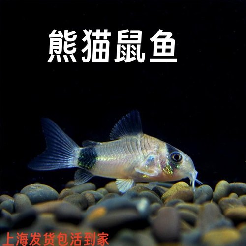 熊猫鼠鱼除藻鱼活体小型鱼