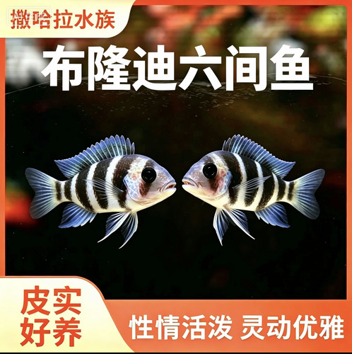 布隆迪六间鱼热带观赏鱼伊巴卡六间三湖慈鲷活体鱼进口坦鲷萨伊蓝