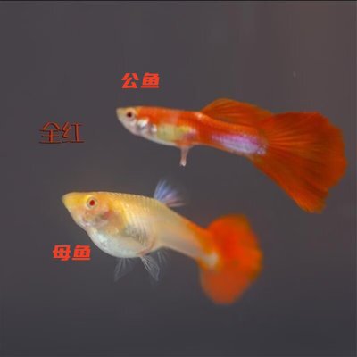 血红孔雀鱼活体热带观赏鱼