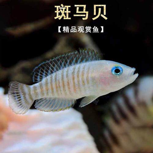 斑马贝鱼热带鱼水族箱宠物新手活体坦鲷鱼三湖慈鲷黄金叮当观赏鱼