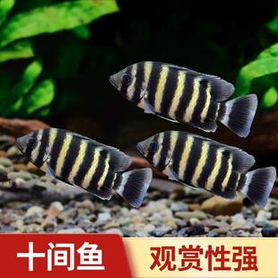 十间鱼活体非洲鲷鱼条纹鱼热带观赏鱼中型鱼凶猛配龙鱼好养耐活鱼