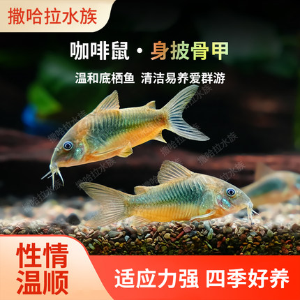 咖啡鼠鱼青铜鼠底栖鱼清理饲料残渣吃垃圾除藻鱼热带观赏工具活鱼