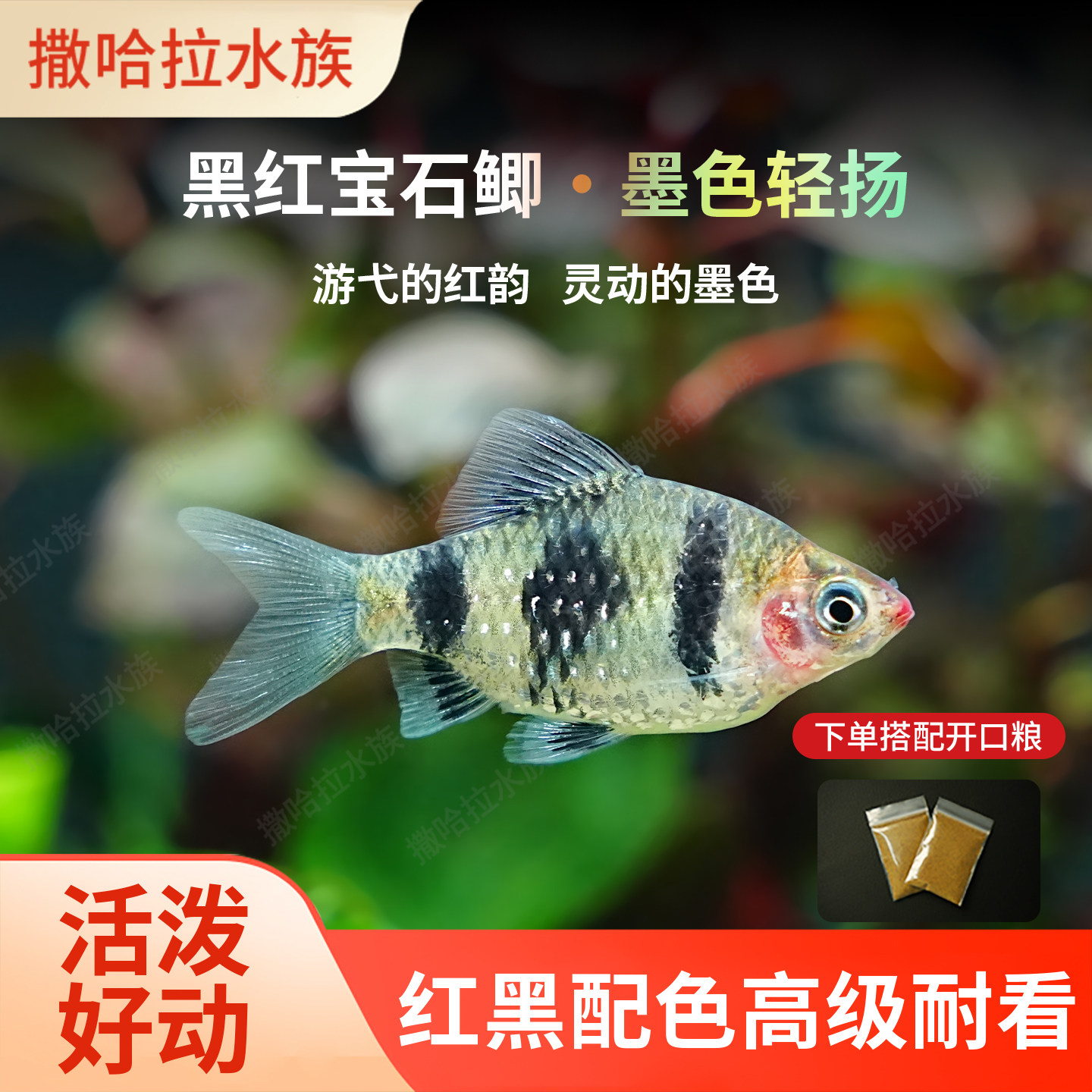 黑红宝石鲫鱼活体好养活鱼