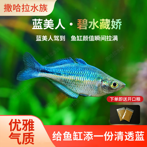 蓝美人鱼高端稀有草缸群游鱼