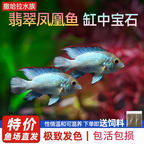 翡翠凤凰热带观赏电光南美慈鲷