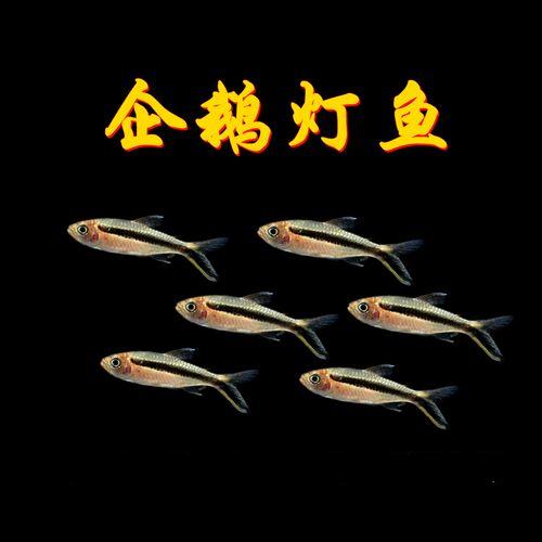 企鹅灯鱼灯科鱼小型观赏鱼