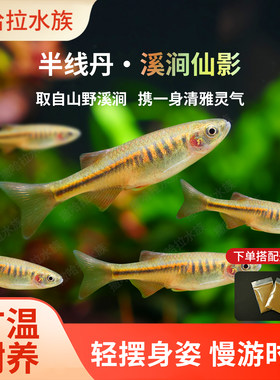 半线丹鱼稀有原生鱼广温鱼