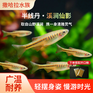 半线丹鱼稀有原生鱼冷水淡水观赏鱼好养耐活冷水鱼罕见玫瑰丹鱼