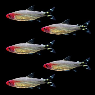 红鼻剪刀活体红绿灯热带鱼观赏鱼宝莲灯小型鱼鱼缸鱼草缸鱼群游鱼