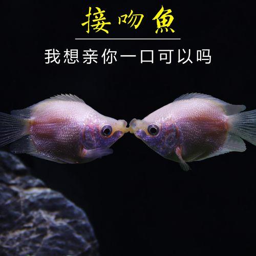 小型鱼观赏鱼亲嘴鱼好养萌萌