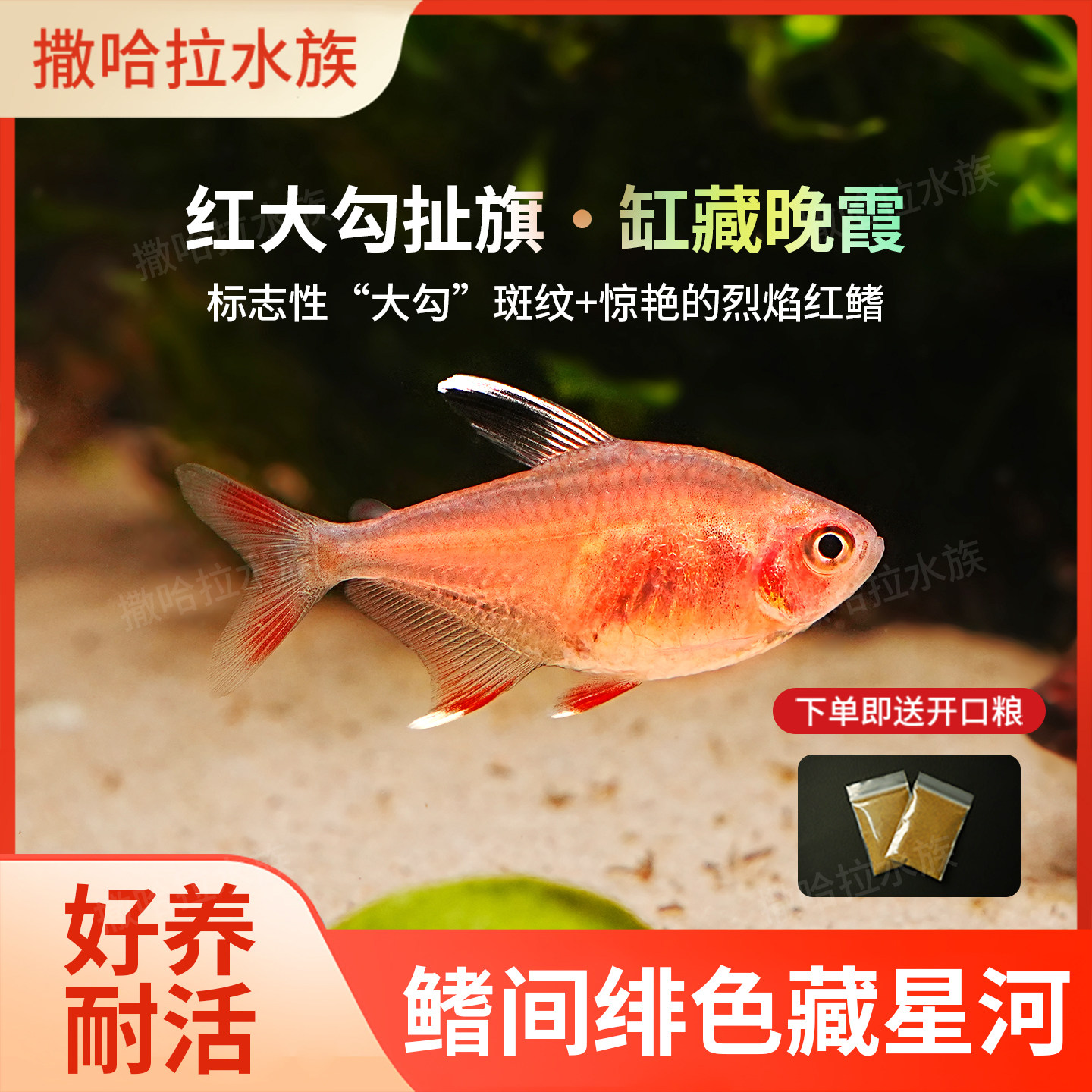 红大勾扯旗鱼白翅玫瑰红衣小型群游鱼活体草缸混养灯科鱼好养,宠物/宠物食品及用品,鱼,淘宝优惠券,粉丝福利购,淘宝优惠卷