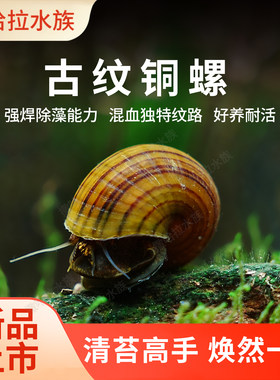 古纹螺鱼缸工具螺除藻螺