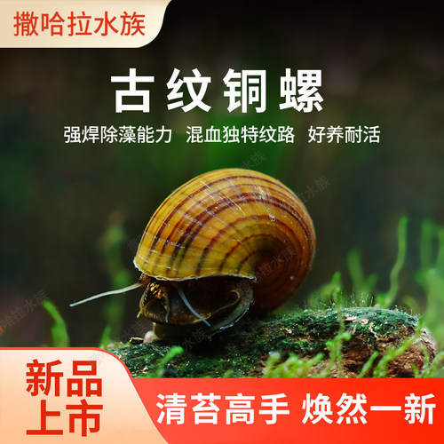 古纹螺鱼缸工具螺除藻螺