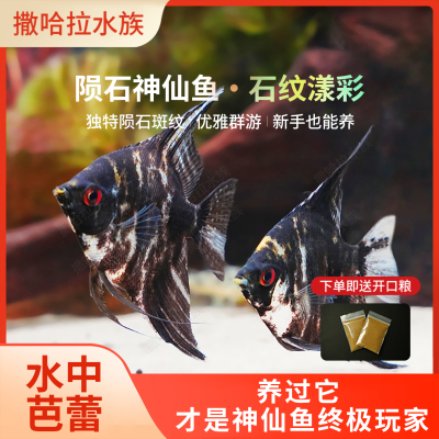 陨石神仙鱼热带观赏鱼