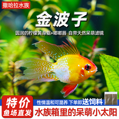 金波子阿凡达凤凰鱼热带观赏鱼