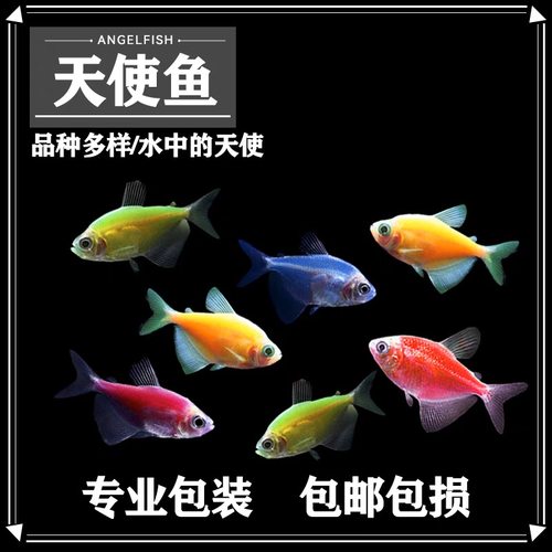 天使鱼热带鱼自然发色好养耐活