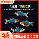 虎皮鱼四间鱼热带鱼观赏鱼黄金虎皮绿虎皮蓝虎皮翡翠虎皮鱼活体