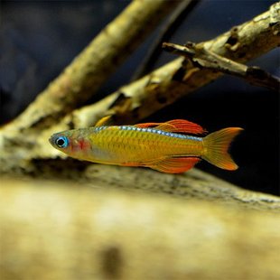 橘色珍珠燕子鱼水草缸群游蓝霓虹甜心阿鲁黄帆桔色燕子小灯鱼活体