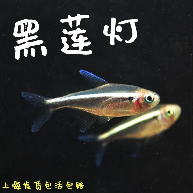黑莲灯黑灯黑宝莲灯霓虹小型热带观赏鱼草缸群游活体好养灯科鱼