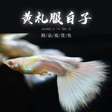 白金礼服精品孔雀鱼胎生鱼