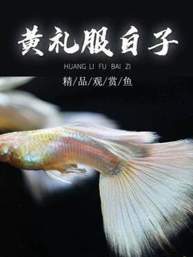 白金礼服精品孔雀鱼胎生鱼