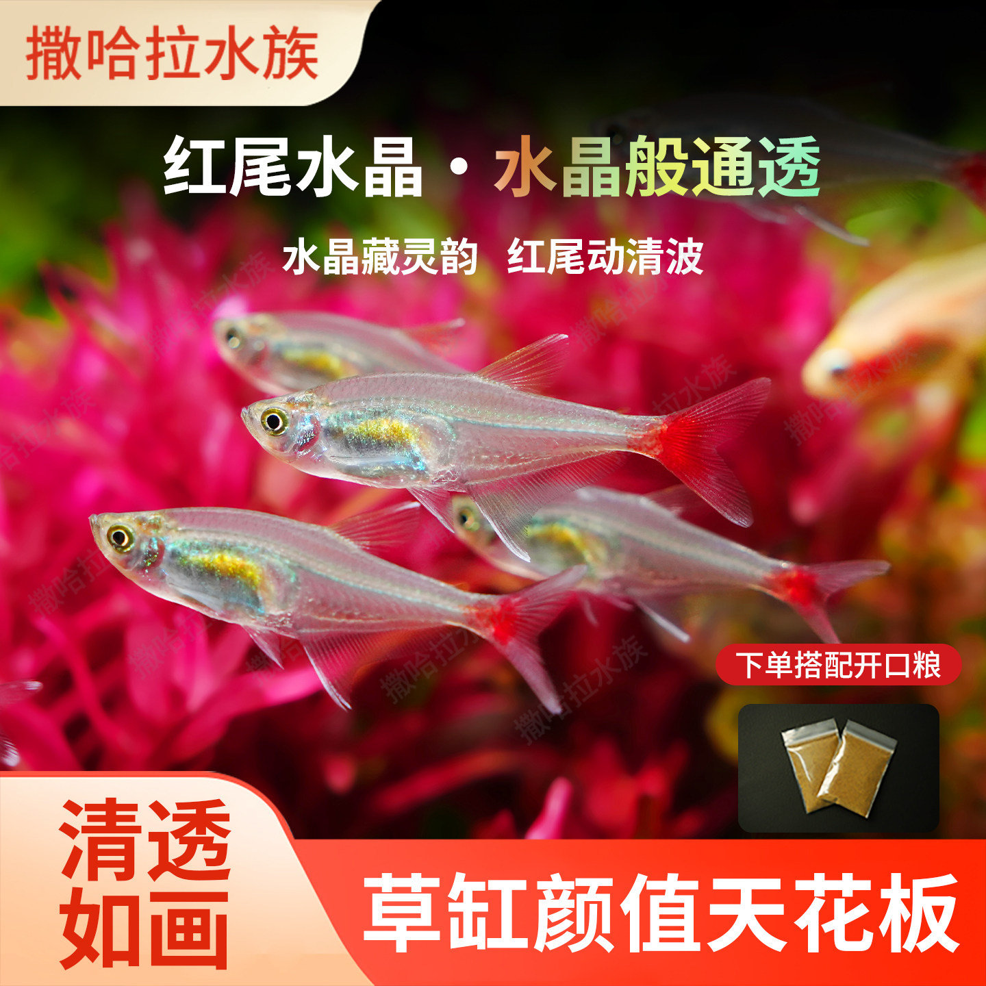 红尾水晶鱼草缸群游好养活鱼