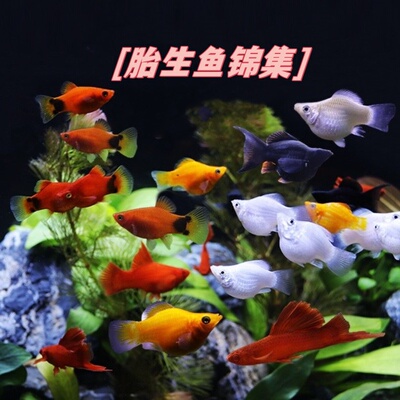 热带鱼耐养的胎生鱼红箭