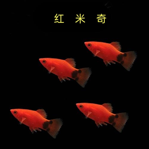 红米奇鱼活体鱼淡水月光鱼胎生热带鱼草缸观赏鱼群游好养包损鱼