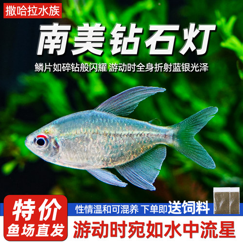 灯鱼淡水亮片闪光鱼南美灯鱼