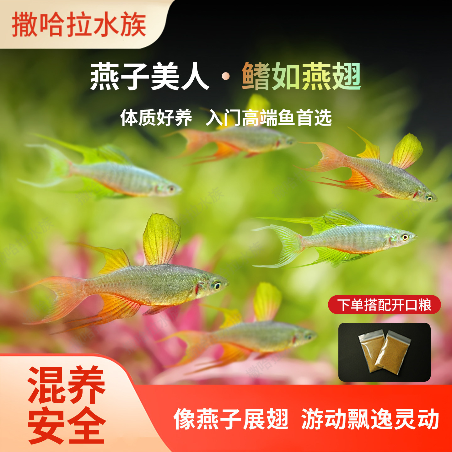 燕子美人鱼小型热带观赏鱼