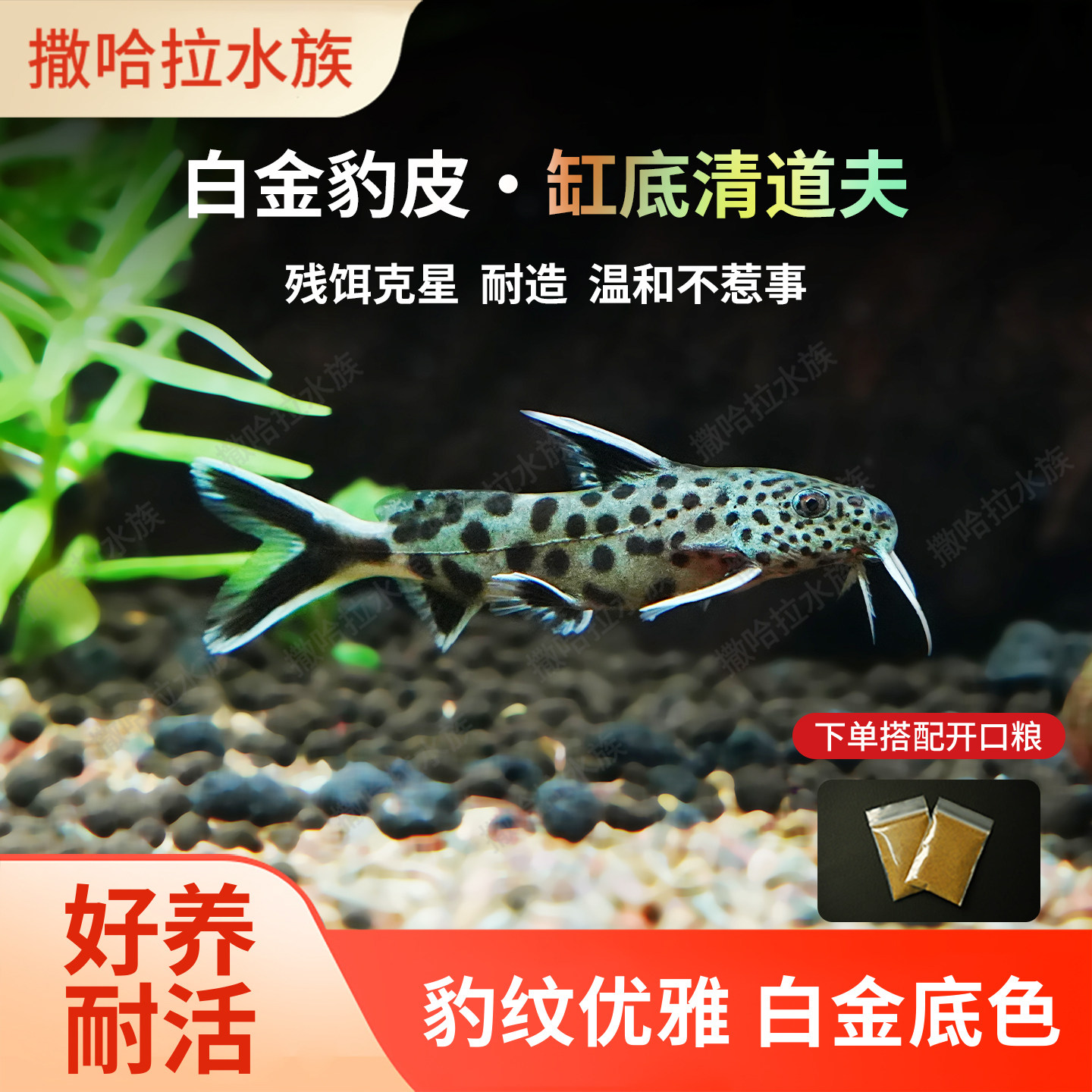 白金豹皮鱼底栖翻沙清洁垃圾