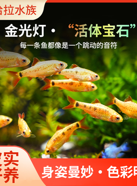 金光灯鱼金元宝鱼红绿灯科鱼小型鱼淡水鱼热带鱼观赏鱼水族活体鱼