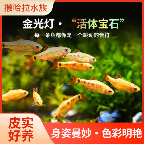 金光灯金元宝鱼小型鱼