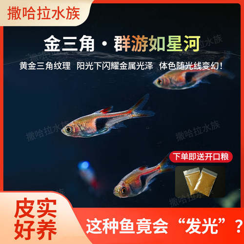 三角灯鱼活体红绿灯宝小型观赏鱼