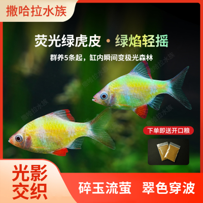 荧光虎皮鱼热带鱼观赏鱼