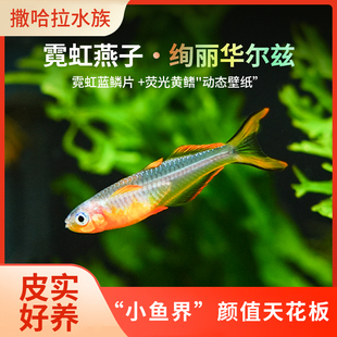 霓虹燕子鱼新郎官水草缸上层灯鱼群游观赏鱼新手好养耐活宠物鱼