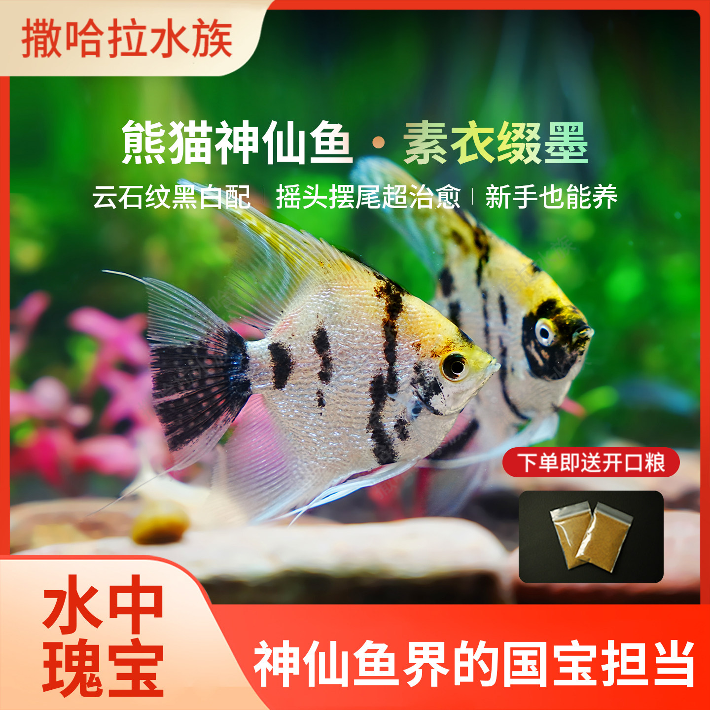 熊猫神仙鱼观赏鱼热带中大型宠物燕子鱼秘鲁小型淡水鱼好养耐活鱼