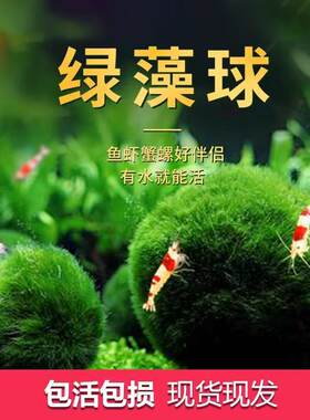 绿藻球活体水族懒人简单好养