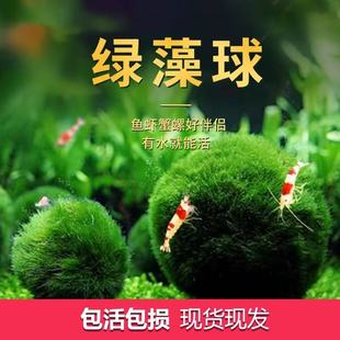 绿藻球活体水藻球虾屋水族造景草缸水草鱼缸水草懒人水草简单好养