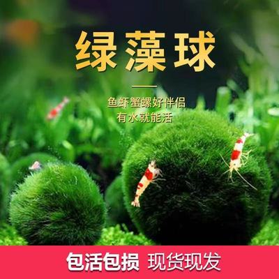 绿藻球活体水族懒人简单好养