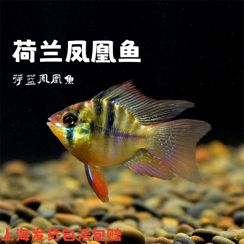 凤凰波子鱼热带观赏小型鱼超萌