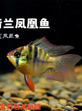 凤凰波子鱼热带观赏小型鱼超萌