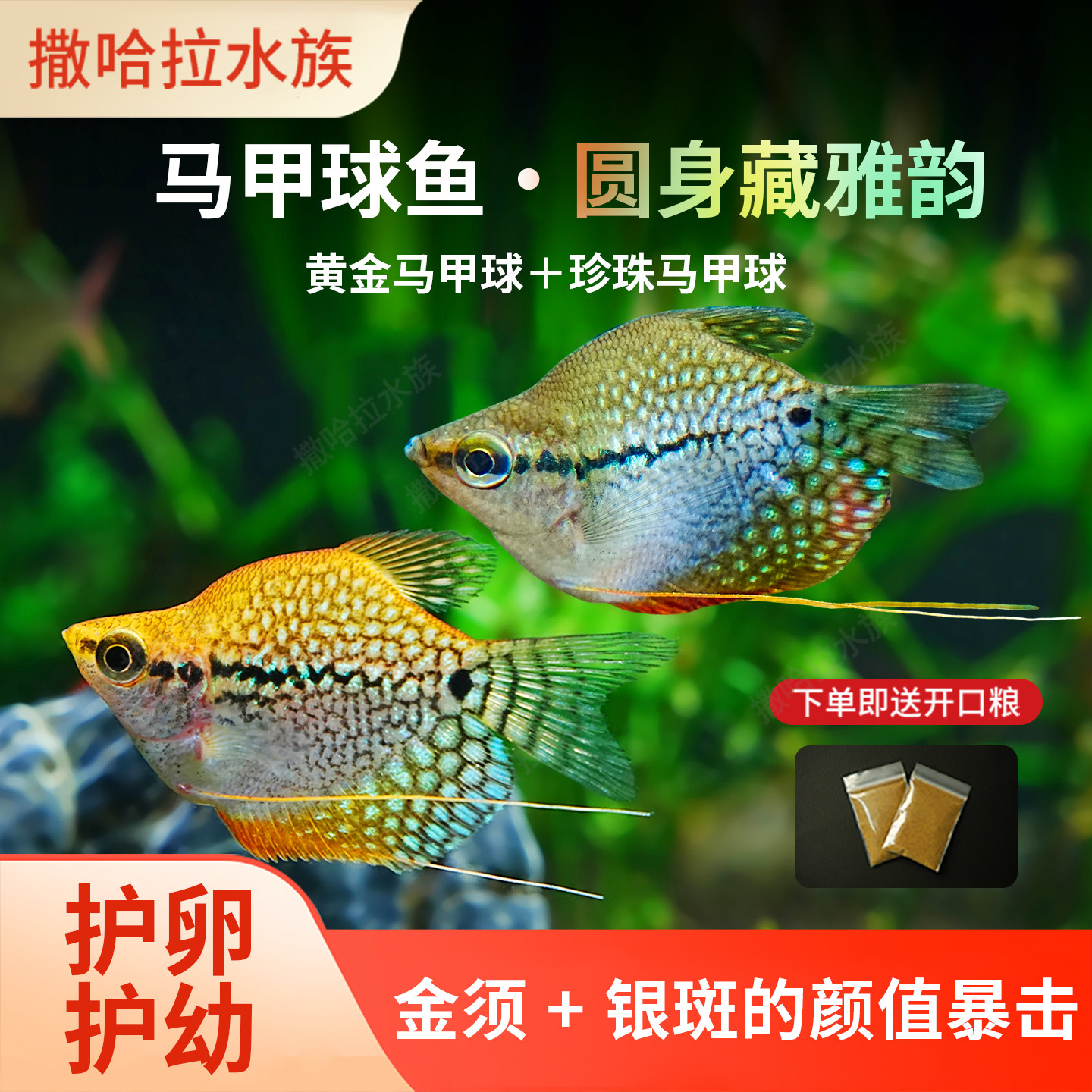 黄金马甲珍珠马甲球热带观赏鱼好养耐活球形淡水鱼活体鱼宠物鱼