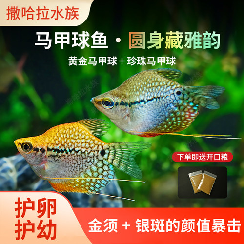 黄金马甲珍珠马甲球热带观赏鱼