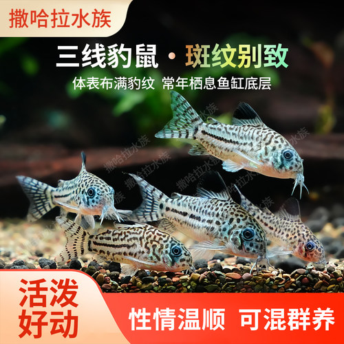 三线豹鼠茉莉豹鼠清道夫老鼠工具清洁鱼热带淡水观赏鱼活体清洁鱼